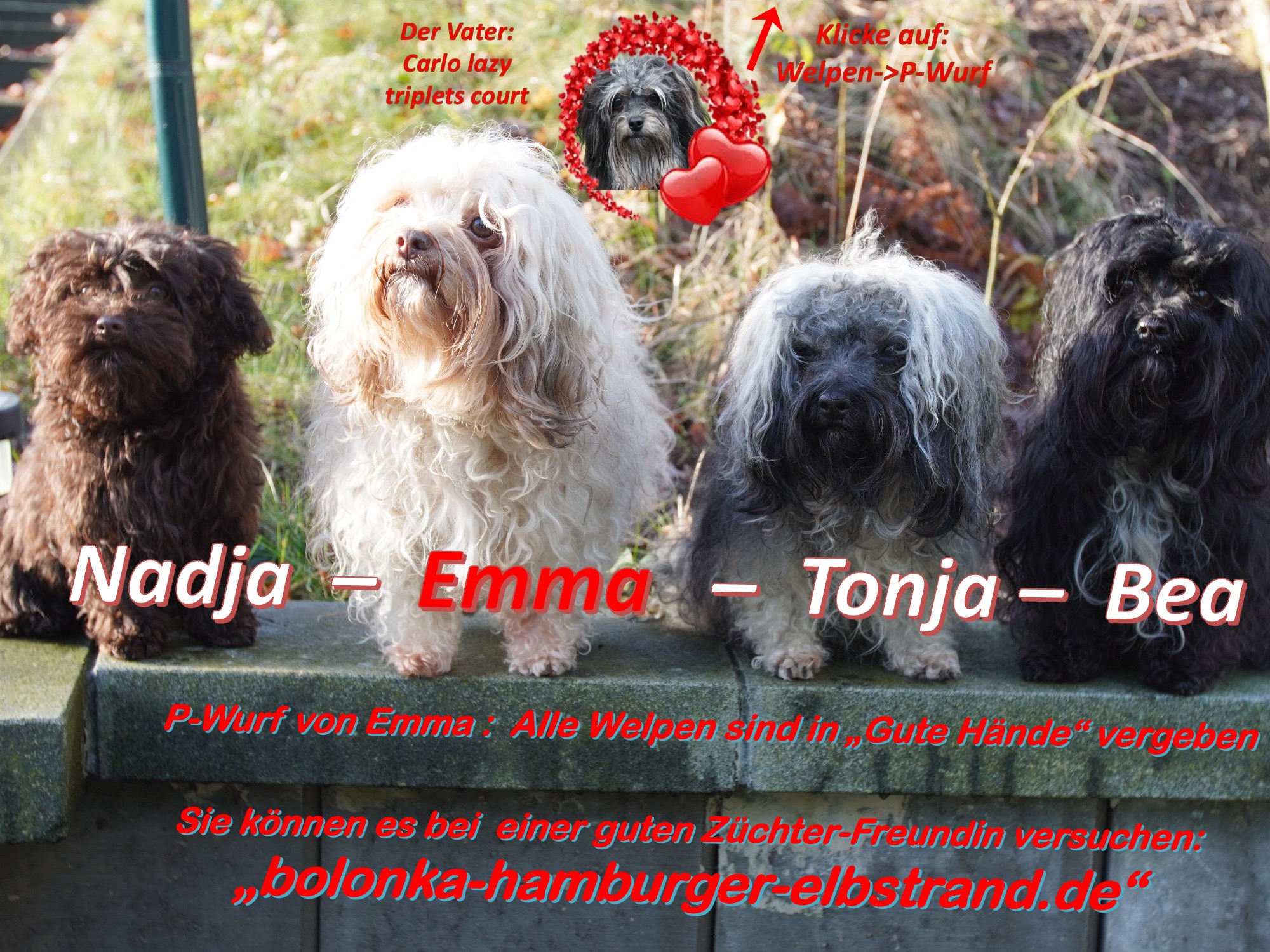 Unsere Hundezucht: Bolonkas vom Tütenberg